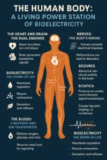 The Human Body: A Living Power Station of Bioelectricity